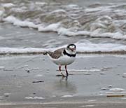 Picture/image of Piping Plover