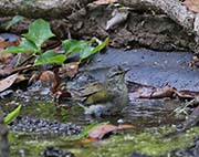 Picture/image of Tennessee Warbler