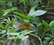 Picture/image of Yellow-breasted Chat