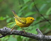 Picture/image of Yellow Warbler