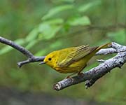 Picture/image of Yellow Warbler