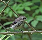 Picture/image of Yellow-rumped Myrtle Warbler