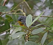 Picture/image of Northern Parula