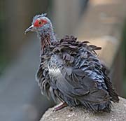 Picture/image of Speckled Pigeon