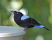 Picture/image of Asian Fairy-bluebird