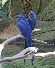 Picture/image of Hyacinth Macaw
