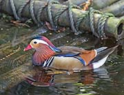 Picture/image of Mandarin Duck