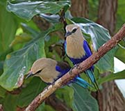 Picture/image of Blue-bellied Roller