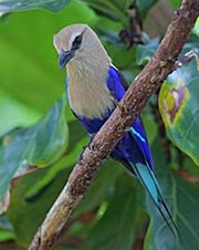 Picture/image of Blue-bellied Roller