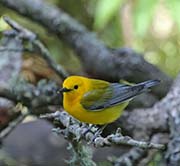Picture/image of Prothonotary Warbler