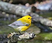 Picture/image of Prothonotary Warbler