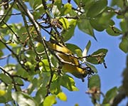 Picture/image of Nashville Warbler