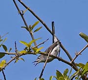 Picture/image of Blue-gray Gnatcatcher