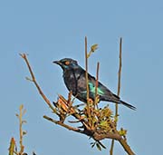 Picture/image of Cape Glossy Starling