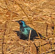 Picture/image of Cape Glossy Starling