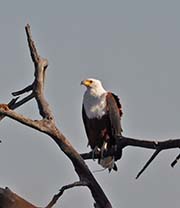 Picture/image of African Fish Eagle