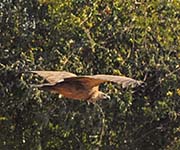 Picture/image of White-backed Vulture