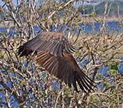 Picture/image of White-backed Vulture