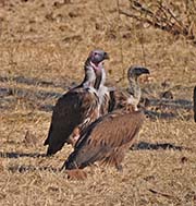 Picture/image of Lappet-faced Vulture