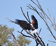 Picture/image of African Fish Eagle