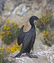 Picture/image of Brandt's Cormorant