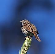 Picture/image of Song Sparrow