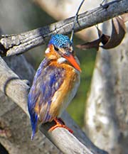 Picture/image of Malachite Kingfisher