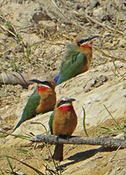 Picture/image of White-fronted Bee-eater