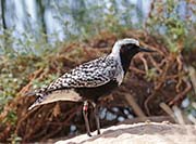 Picture/image of Black-bellied Plover