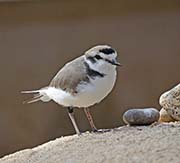 Picture/image of Snowy Plover