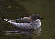 Picture/image of Red-necked Phalarope