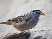 Picture/image of White-crowned Sparrow