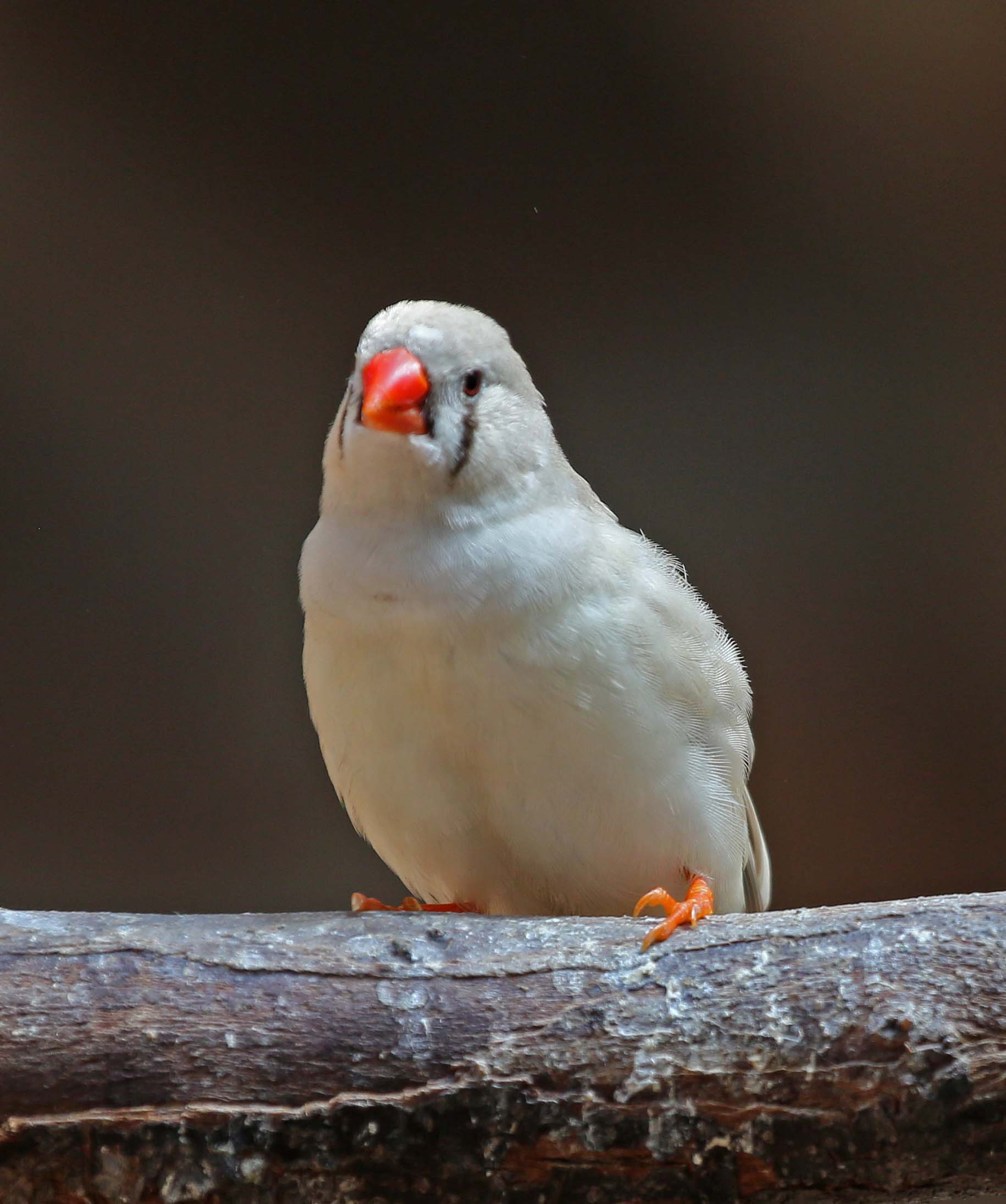Pictures and information on Zebra Finch