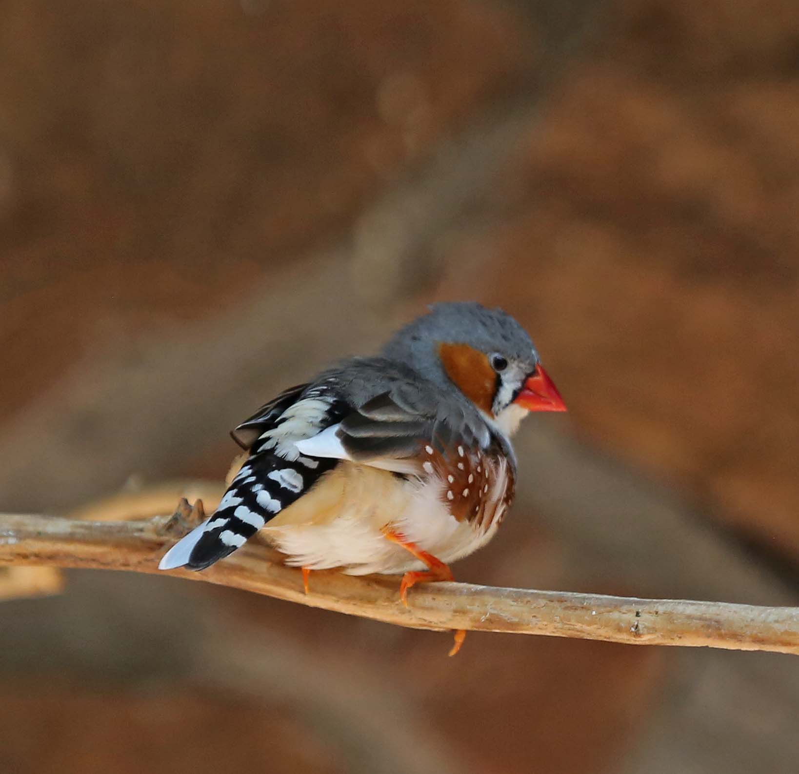 Pictures and information on Zebra Finch