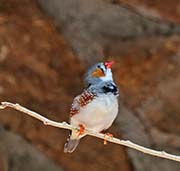 Picture/image of Zebra Finch