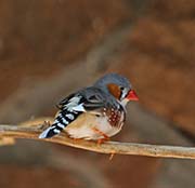 Picture/image of Zebra Finch