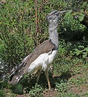 Picture/image of Kori Bustard