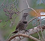 Picture/image of Northern Flicker