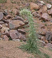 Picture/image of Just for Fun