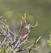 Picture/image of Chipping Sparrow