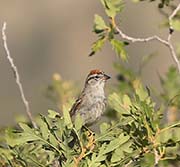 Picture/image of Chipping Sparrow