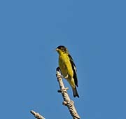 Lesser-Texas Goldfinch