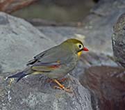 Picture/image of Red-billed Leiothrix