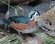 Picture/image of African Pygmy-goose
