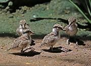 Picture/image of Spur-winged Lapwing