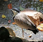 Picture/image of Spur-winged Lapwing