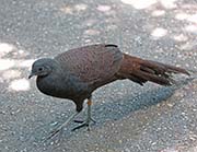 Picture/image of Mountain Peacock-Pheasant