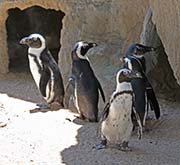 Picture/image of African Penguin