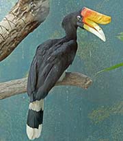 Picture/image of Rhinoceros Hornbill