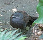 Picture/image of Mountain Peacock-Pheasant